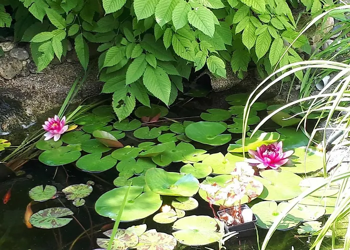 Im Dichterviertel * إرفورت